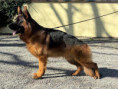 /album/fotogalerie-rodice-vrhu-l3/img-0095-kopie-jpg/